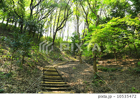 新緑の四季の森公園 10535472