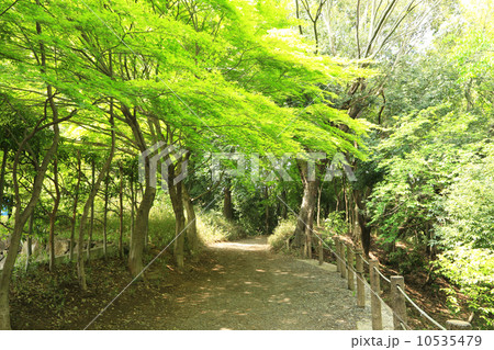 新緑の四季の森公園 10535479