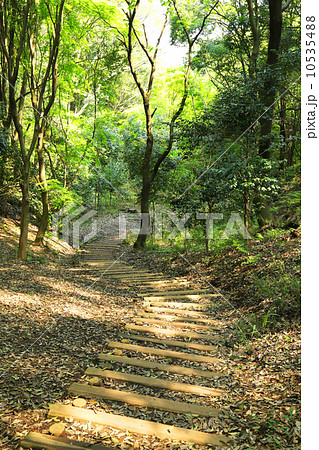 新緑の四季の森公園 10535488