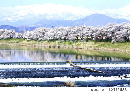 一目千本桜と蔵王 10535688