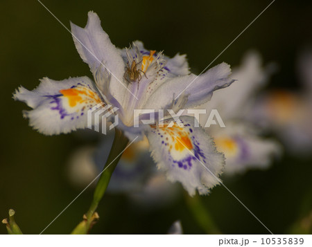 シャガ蜘蛛 10535839