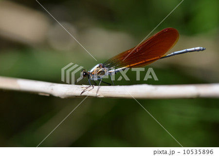 アサヒナカワトンボ アサヒナカワトンボ 10535896