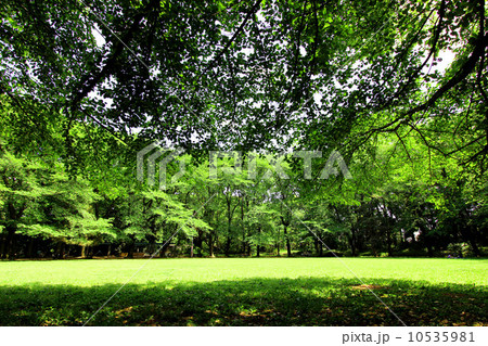 駒場公園の新緑 10535981