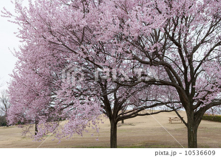 桜 桜 10536609