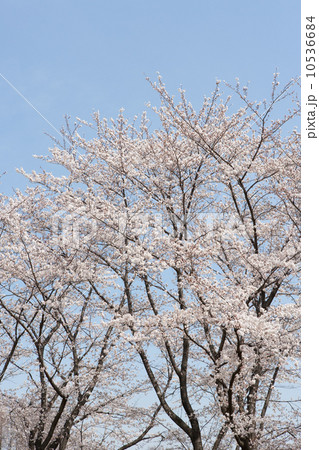 春模様 春模様 10536684