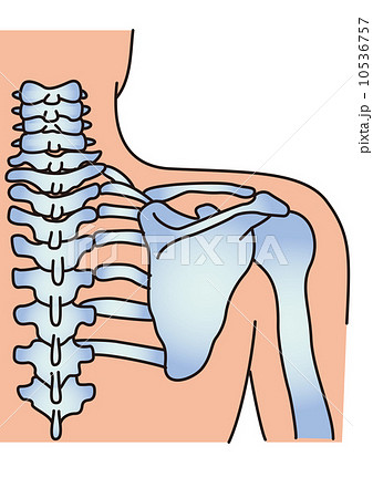 頸椎と肩甲骨の構造のイラスト素材 10536757 Pixta
