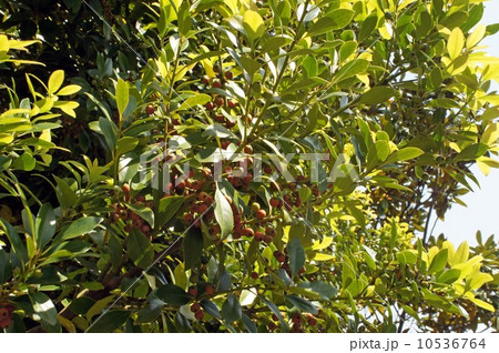 モチノキの実 10536764