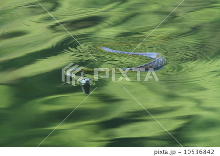 生き物　爬虫類　アオダイショウ、木登りも得意ですが水泳も達者です① 10536842
