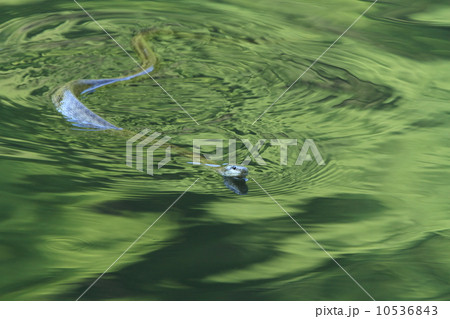 生き物　爬虫類　アオダイショウ、木登りも得意ですが水泳も達者です② 10536843