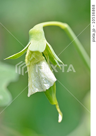 花から実へ スナップエンドウ の写真素材