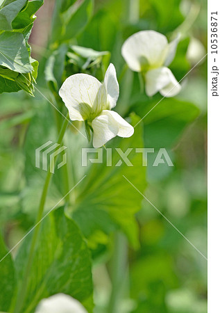 スナップエンドウ スナックエンドウ の花の写真素材