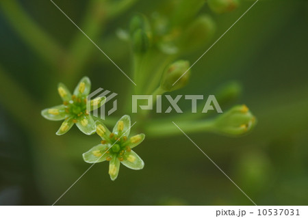 自然　植物　小さくてかわいいタブノキの花 10537031