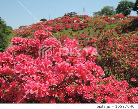 笠間つつじ公園 10537040