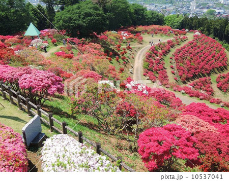 笠間つつじ公園 10537041