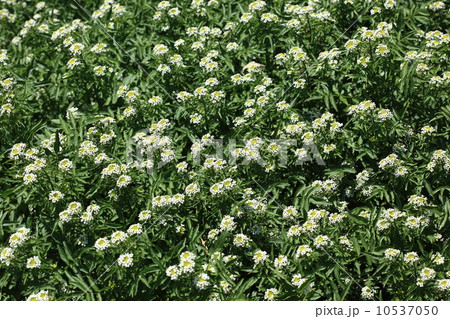 自然　植物　白い花が満開のクレソンの群落 10537050