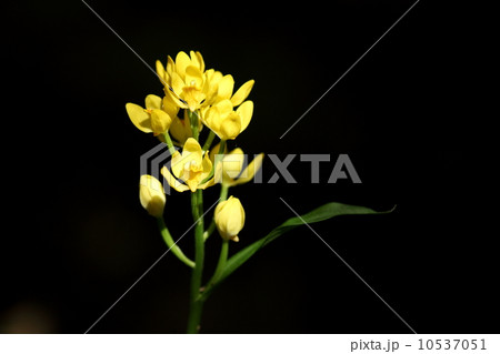 自然　植物　キンランの花 10537051