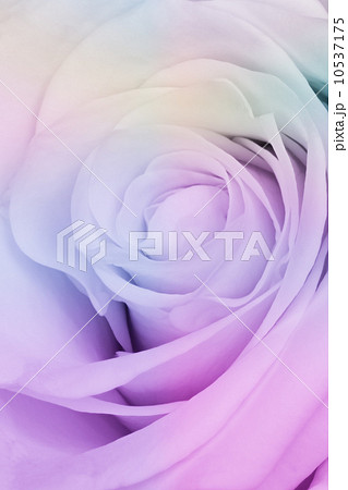 multicolor rose 10537175