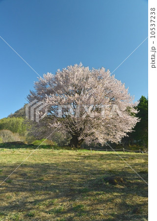 片品村の天王桜の写真素材