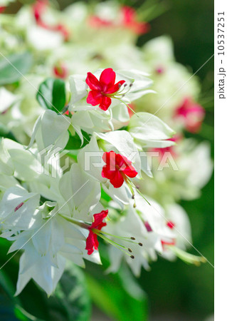 ゲンペイカズラ 10537251