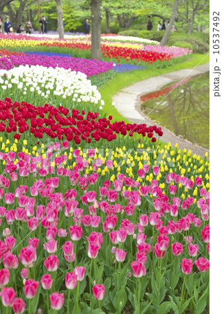 チューリップ畑 10537492