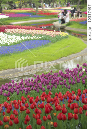 チューリップ畑 10537497