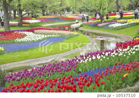チューリップ畑 10537510