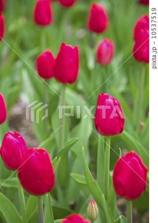 チューリップ畑 10537519