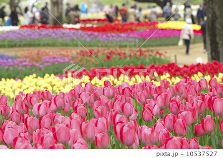チューリップ畑 10537527
