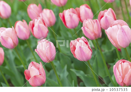 チューリップ畑 10537535