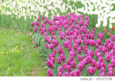 チューリップ畑 10537538