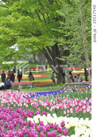 チューリップ畑 10537540