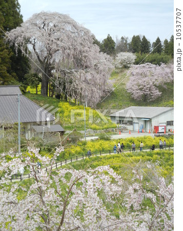 合戦場のしだれ桜 10537707