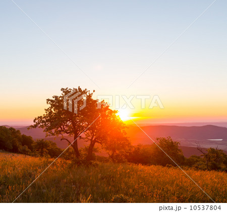 Meadow on sunset 10537804