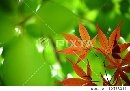 紅葉 10538011