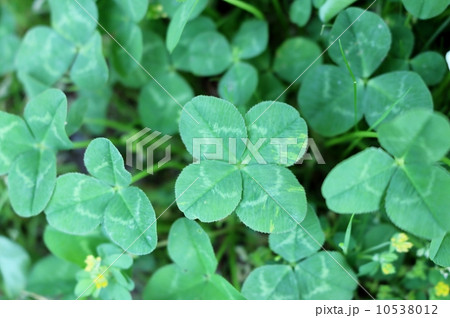 四葉のクローバー 10538012