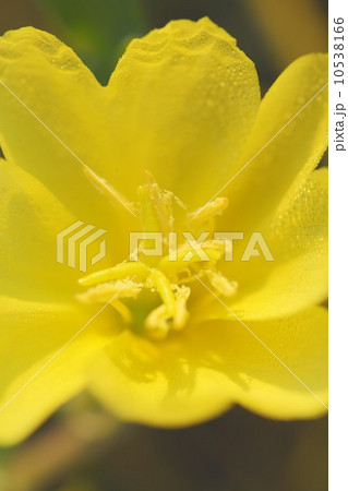 マツヨイグサ 10538166