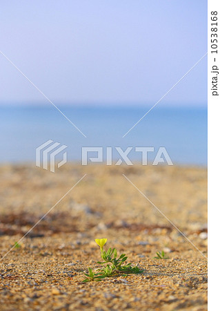 マツヨイグサ 10538168