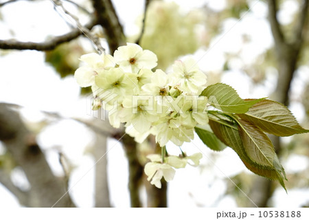 うこん桜 うこん桜 10538188