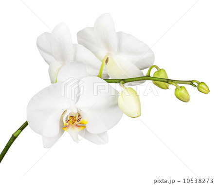 Three day old white orchid isolated on white background. Three day old white orchid isolated on white background. 10538273