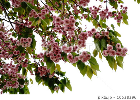 バイゴジジュズカケザクラ 10538396