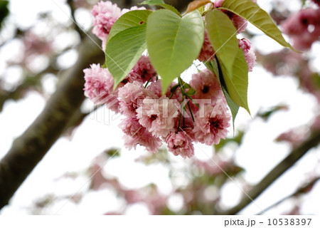 バイゴジジュズカケザクラ 10538397