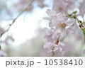 桜 10538410