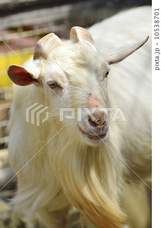 シバヤギ 10538701