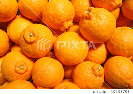 デコポンNO.2 デコポンNO.2 10538703