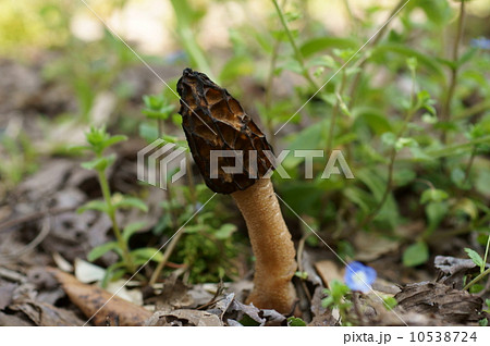 アミガサダケ 10538724