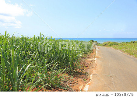 沖縄の海に続く道 10538779