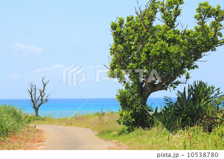 沖縄の海に続く道 10538780