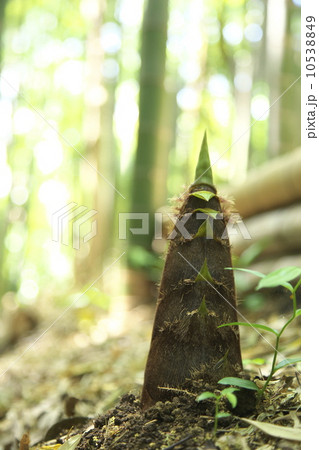 タケノコ 10538849