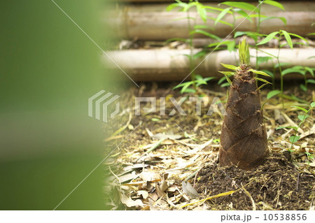 タケノコ タケノコ 10538856