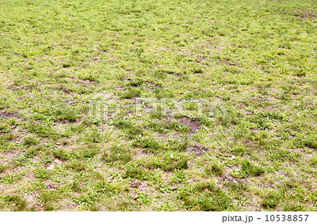 雑草 10538857